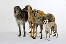 Two Sloughi (brindled and fawn), a Scottish Deerhound and a light sand Whippet