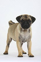 Pug puppy, 16 weeks, standing portrait