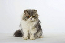 Persian Cat, tomcat, sitting