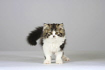 Persian kitten standing portrait