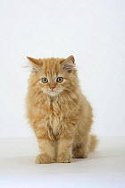 Giner Persian kitten sitting