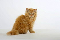 Ginger Persian kitten sitting