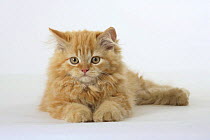 Ginger Persian kitten lying down