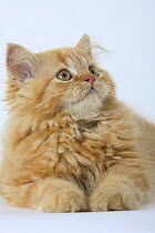 Ginger Persian kitten lying down, looking up