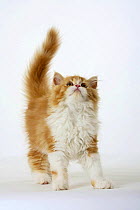 Persian kitten standing and looking up