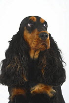 Black and tan English Cocker Spaniel looking to one side