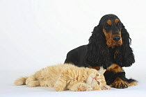 Black and tan English Cocker Spaniel lying next to a ginger Persian kitten (Felis catus)