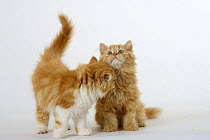 Two ginger Persian kittens, one sniffing the other