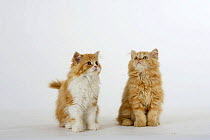 Two ginger Persian kittens sitting together, looking up