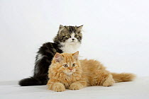 Two Persian kittens