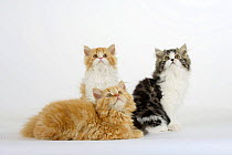 Three Persian kittens sitting together, looking up