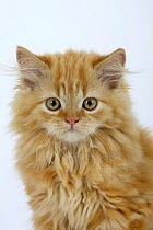 Ginger Persian kitten portrait