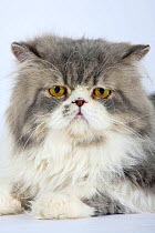 Persian tomcat portrait