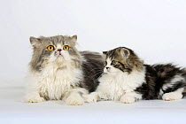 Persian tomcat lying with kitten