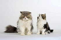Persian tomcat sitting with kitten