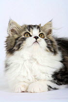 Persian kitten looking up