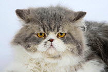 Persian tomcat face