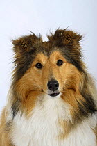 Sheltie / Shetland Sheepdog face portrait