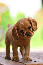 Ruby Cavalier King Charles Spaniel puppy, 7 weeks
