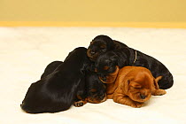 Three black and tan and one ruby Cavalier King Charles Spaniel puppies sleeping on top of each other, 10 days