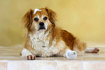 Mixed Breed Dog with medical strip and a bandaged paw