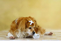 Mixed Breed Dog with medical strip sniffing its bandaged paw