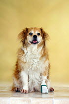 Mixed Breed Dog sitting with a bandaged paw