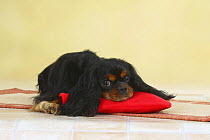 Black and tan Cavalier King Charles Spaniel lying on a hot water bottle