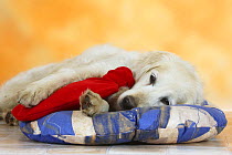 Golden Retriever lying on a cushion with a hot-water bottle
