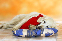 Golden Retriever lying on a cushion with a hot-water bottle