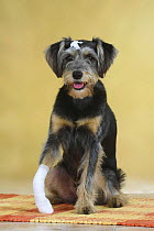 Mixed Breed Dog (Schnauzer-mix) with bandaged paw and medical strip on its head
