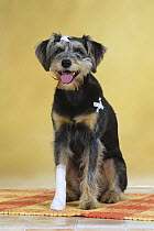 Mixed Breed Dog (Schnauzer-mix) with bandaged paw and medical strip.