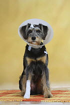 Mixed Breed Dog (Schnauzer-mix) with bandaged paw, protection funnel / Elizabthan collar and medical strip.