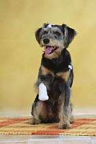 Mixed Breed Dog (Schnauzer-mix) raising bandaged paw with medical strips on its body
