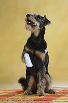 Mixed Breed Dog (Schnauzer-mix) raising bandaged paw and looking up.