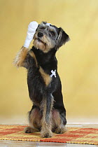 Mixed Breed Dog (Schnauzer-mix) raising its bandaged paw to its face.