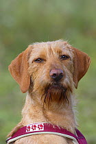 Hungarian Wire-haired Pointing Dog / Magyar Vizsla wearing a harness