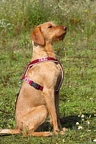 Hungarian Wire-haired Pointing Dog / Magyar Vizsla wearing a harness and sitting in profile