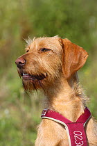 Hungarian Wire-haired Pointing Dog / Magyar Vizsla looking to the side and wearing a harness.