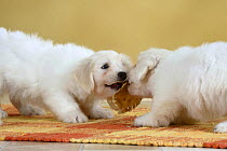Two Coton de Tulear puppies, 8 weeks, fighting over a rawhide chew