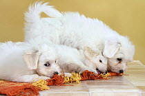 Three Coton de Tulear puppies, 8 weeks, lying on a rug, playing