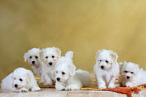 Six Coton de Tulear puppies, 8 weeks