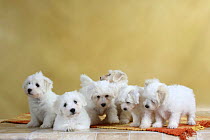 Six Coton de Tulear puppies, 8 weeks, on a rug