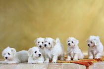 Six Coton de Tulear puppies, 8 weeks, on a rug