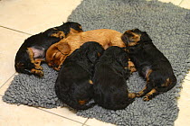 Five Cavalier King Charles Spaniel puppies, black-and-tan and ruby, 5 weeks, sleeping together