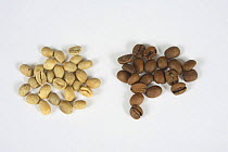 Indonesia Kopi Luwak coffee beans (Coffea arabica) - raw and roasted