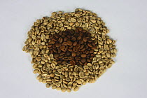 Indonesia Kopi Luwak raw and roasted coffee beans (Coffea arabica)