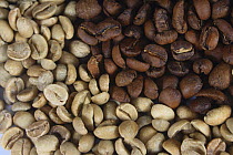 Indonesia Kopi Luwak raw and roastted coffee beans (Coffea arabica)