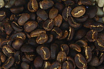 Roasted coffee beans Indonesia Kopi Tongkonan Toraja Sesean (Coffea arabica)