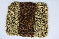 Coffee beans Bio Mexico Maragogype, raw and roasted (Coffea arabica)